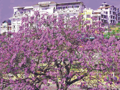 Săn phượng tím cổ thụ