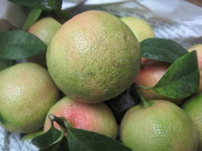 Chanh đào có hơn chanh thường?