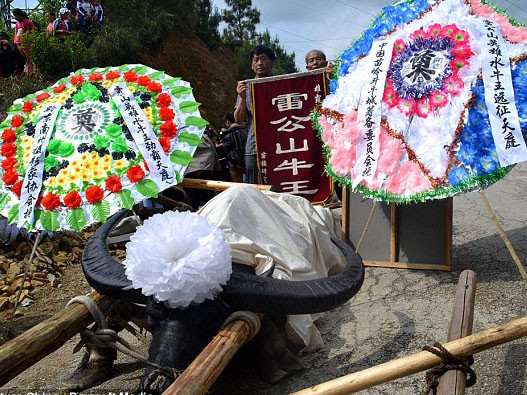 Tổ chức đám tang cho … trâu