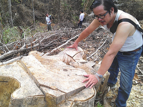 Nhiều nghịch lý trong thực hiện chính sách lâm nghiệp