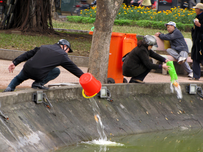 Phóng sinh cá chết xuống hồ