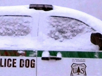 Chó suýt bắn chết cảnh sát