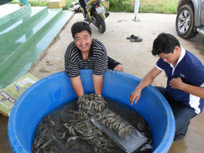 Tiến sỹ trẻ say mê chữa bệnh cho tôm