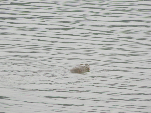 Cụ Rùa nổi trước 'giờ G'