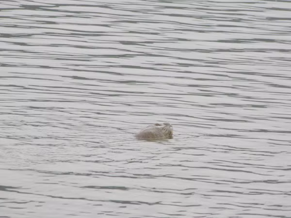 Cụ Rùa nổi trước 'giờ G'