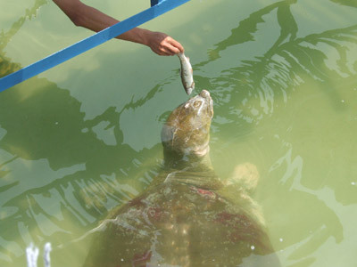 Trả lại tên cho 'cụ' rùa
