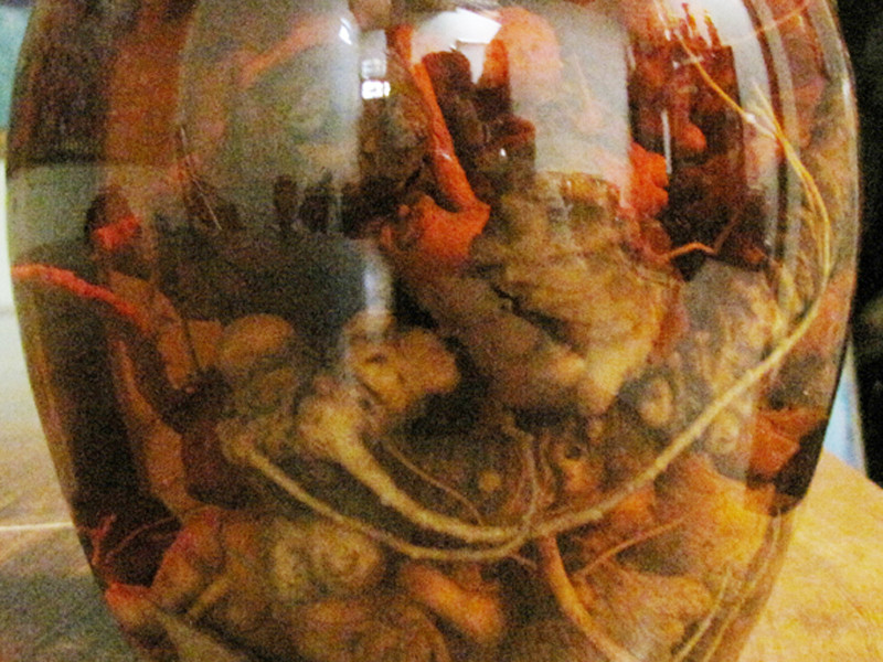 Tràn lan sâm Ngọc Linh giả