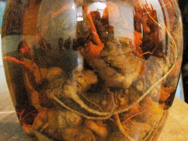 Tràn lan sâm Ngọc Linh giả