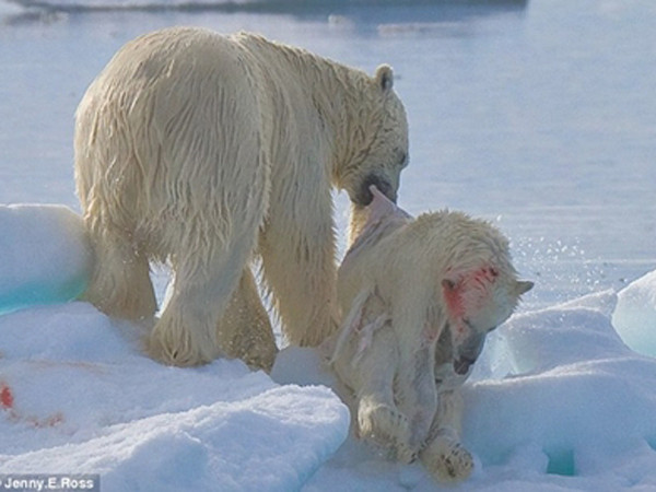 Sững sờ Gấu trắng Bắc Cực ăn thịt đồng loại