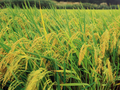 Sản xuất giấy từ... lúa