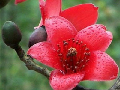 Hoa gạo chữa viêm khớp, loét dạ dày