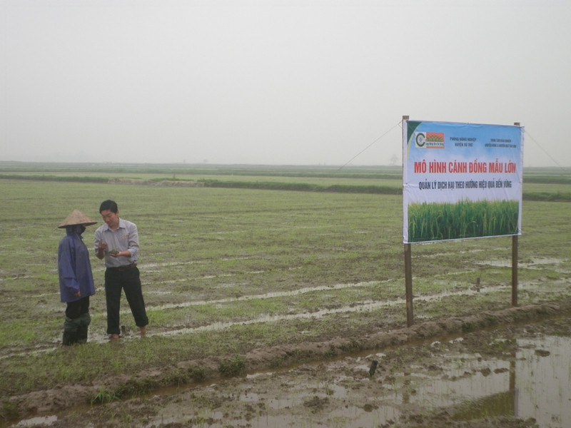 Làm cánh đồng mẫu lớn, lãi gấp đôi