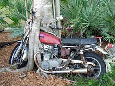 Choáng với cây 'ăn'… sắt