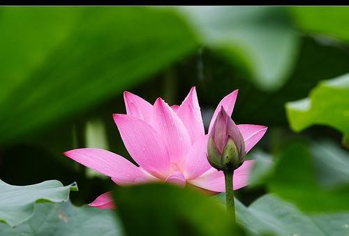 Lòng thương người là phong cách sống khoa học