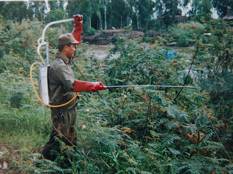 Phun hóa chất diệt mai dương