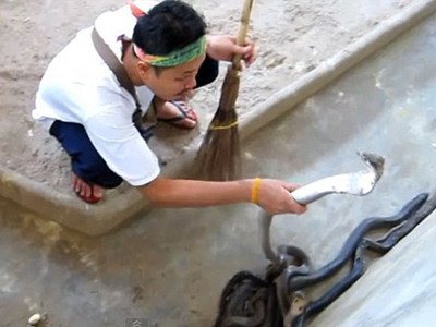 Nghề... dọn chuồng rắn độc