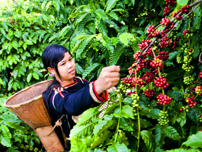 Nhiều doanh nghiệp Tây Nguyên “xù” thuế