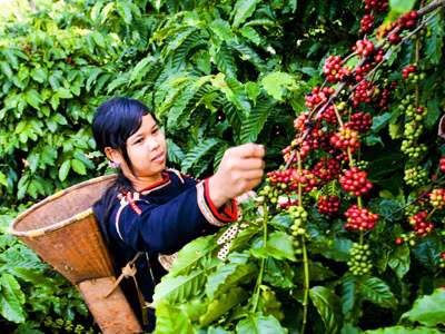 Nhiều doanh nghiệp Tây Nguyên “xù” thuế