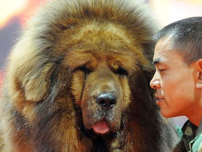 Loài chó triệu đô xuất hiện ở Hà Nội