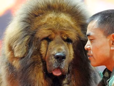 Loài chó triệu đô xuất hiện ở Hà Nội