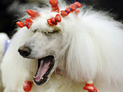 Chiêm ngưỡng những chú chó nuôi đẹp nhất nước Mỹ