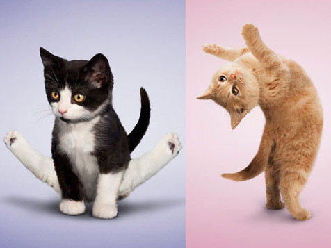 Ngộ nghĩnh chó, mèo tập Yoga