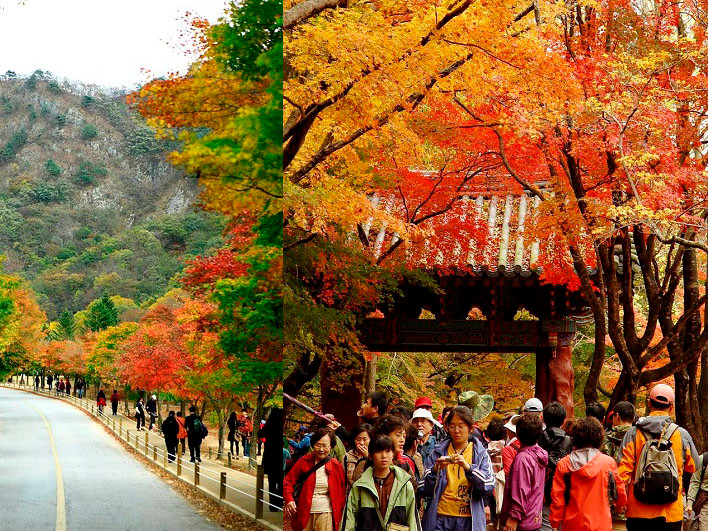 Đắm mình vào thiên sắc của mùa thu xứ Hàn