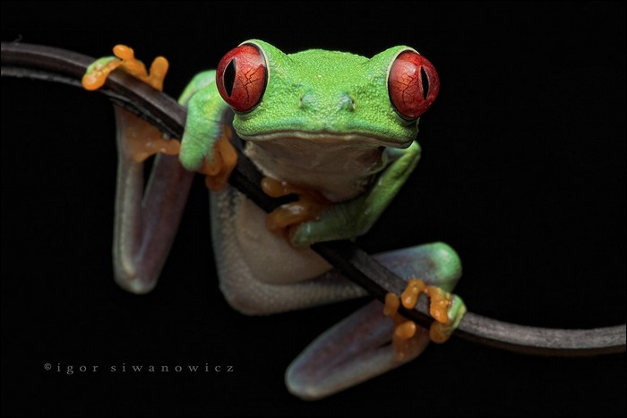 Rực rỡ loài ếch cây mắt đỏ