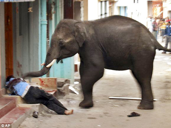 Voi 'điên' 'đại náo' Ấn Độ