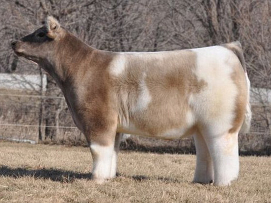 Loài ‘bò lông’ mới xuất hiện tại Mỹ