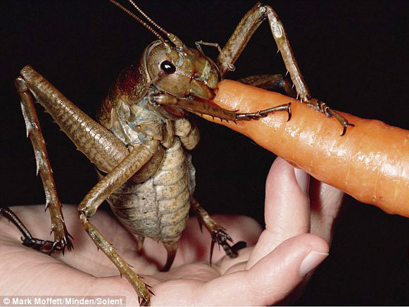 Côn trùng nặng nhất thế giới