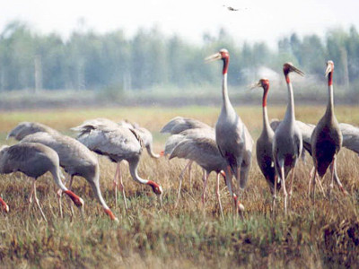 Sếu về Tràm Chim