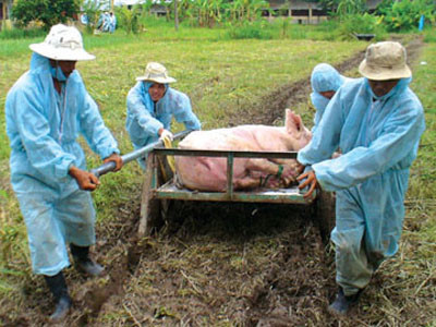 Hơn 78.000 con lợn nhiễm dịch tai xanh