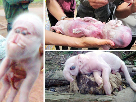 Thực hư lợn đẻ ra voi