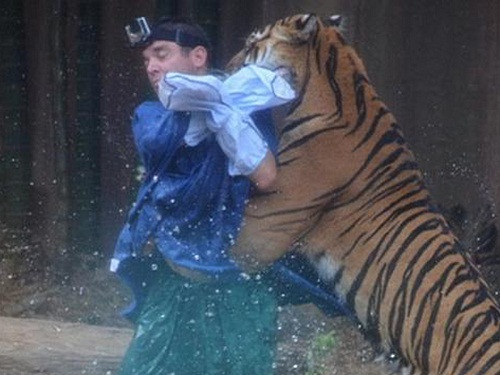 Kinh hoàng hổ tấn công người huấn luyện