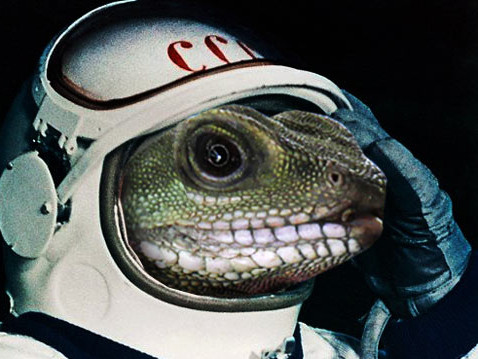 Sắp đưa 'đội quân' tắc kè lên vũ trụ