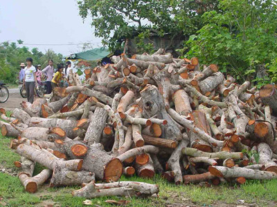 Điệp khúc 'trồng - chặt' điều và ca cao