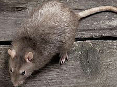 Hoãn chuyến bay vì nghi có chuột