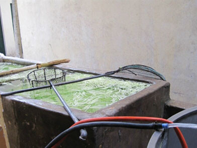 Phát hoảng với nguyên liệu bánh trung thu