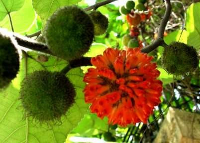 Cây dướng chữa bệnh tiết niệu