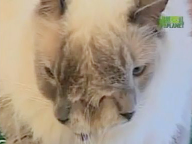 Mèo hai mặt 'thọ' nhất thế giới