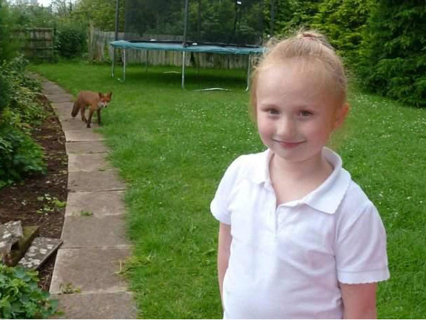 Chú cáo mê mẩn tiếng hát của bé gái