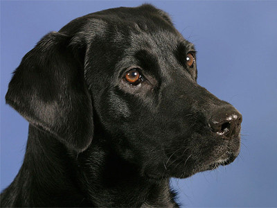 Chú chó có 9 vệ sĩ