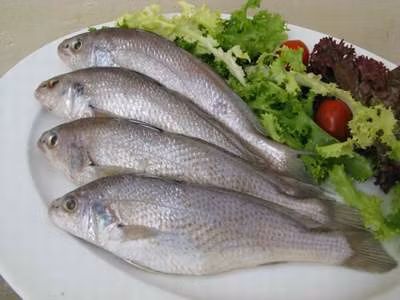 Cá thủ bổ khí, ích tinh