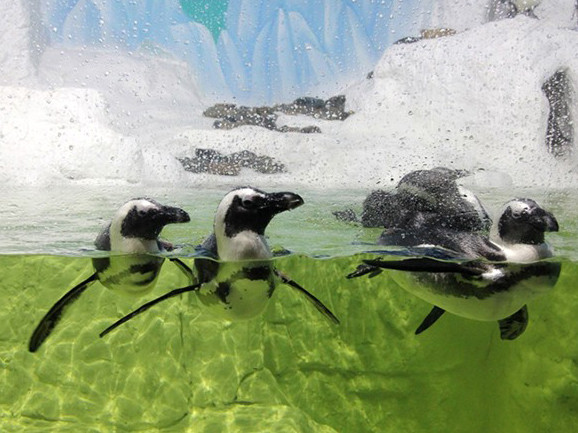 Chim cánh cụt sắp xuất hiện tại Hà Nội