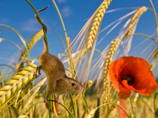 Khoảnh khắc ấn tượng của loài chuột đồng