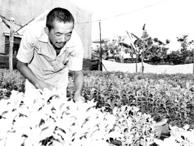 Nông dân mượn đất “treo” để sản xuất