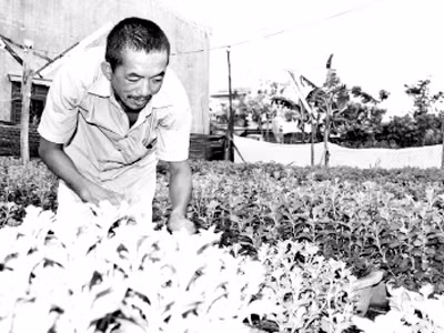 Nông dân mượn đất “treo” để sản xuất