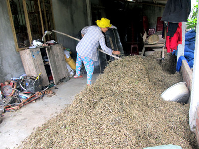 Săn 'thần dược' cà gai leo