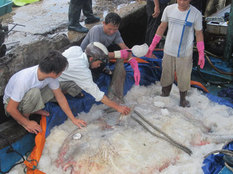 Bắt được cá mặt trăng nặng 400 kg